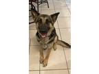 Adopt Daenerys a Black - with Tan, Yellow or Fawn German Shepherd Dog / Mixed