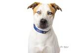 Adopt Vidor *In foster* (Sponsored) a Terrier, Mixed Breed