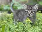 Adopt Betty Lou a Brown Tabby Tabby (short coat) cat in Keller, TX (41457476)