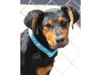 Adopt King a Black Rottweiler dog in Kingman, AZ (41457470)