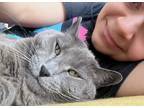 Adopt Luna a Gray or Blue Russian Blue / Mixed (medium coat) cat in San