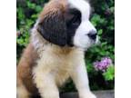 Saint Bernard Puppy for sale in Marcellus, MI, USA