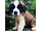 Saint Bernard Puppy for sale in Marcellus, MI, USA