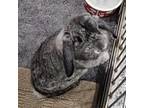 Adopt Buster a Holland Lop
