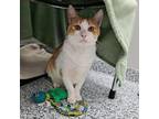 Adopt Creamsicle a Domestic Short Hair