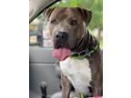 Adopt Tank a Brindle - with White Pitsky / Mastiff / Mixed dog in Clarksville