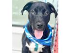 Adopt Chicago a Black - with White Labrador Retriever / Mixed dog in Grand Bay