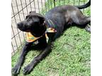 Adopt Mickey a Black - with White Labrador Retriever / Mixed dog in Grand Bay