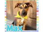 Adopt Max a Black - with Tan, Yellow or Fawn Labrador Retriever / Mixed dog in