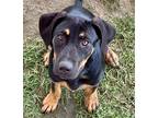 Adopt Marve a Black - with Tan, Yellow or Fawn Labrador Retriever / Mixed dog in