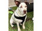 Adopt Thomas a White - with Red, Golden, Orange or Chestnut Australian Cattle