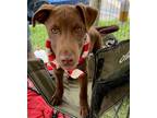 Adopt Baby Bear a Brown/Chocolate - with White Labrador Retriever / Mixed dog in