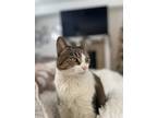 Adopt Luna a Brown or Chocolate Tabby / Mixed (medium coat) cat in Eastvale