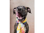 Adopt Mazey a Brindle Mixed Breed (Small) / Mixed dog in Atlanta, GA (41397664)