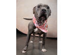 Adopt Brenda a Gray/Blue/Silver/Salt & Pepper American Pit Bull Terrier / Mixed