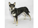 Adopt Lana a Black Shiba Inu / Mixed dog in Salina, KS (41362651)