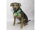 Adopt Bandit a Gray/Blue/Silver/Salt & Pepper Doberman Pinscher / Mixed dog in