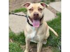 Adopt Friday a Mixed Breed