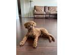 Adopt Bear a Red/Golden/Orange/Chestnut Poodle (Toy or Tea Cup) / Mixed dog in