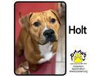 Adopt Holt a Tan/Yellow/Fawn American Pit Bull Terrier / Mixed Breed (Medium) /