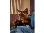 Adopt Thunder Muffin a Tortoiseshell Domestic Shorthair (medium coat) cat in