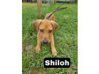 Adopt Shiloh a Brindle Hound (Unknown Type) / Mixed Breed (Medium) / Mixed