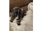 Adopt Cleopawtra a Brindle Plott Hound / Black Mouth Cur / Mixed dog in