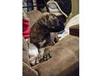 Adopt Princess Muttercup a Brindle Plott Hound / Black Mouth Cur / Mixed dog in