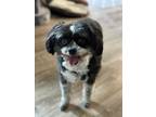 Adopt Gizmo a Black - with White Shih Tzu / Mixed dog in Rochester