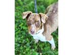 Adopt Sizzle a Dachshund / Mixed Breed (Medium) / Mixed dog in Carthage