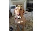 Adopt Harley a Tan/Yellow/Fawn Labrador Retriever / Mixed dog in Marysville