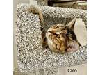 Adopt Cleo a Brown Tabby Domestic Mediumhair / Mixed cat in St.