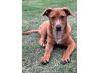 Adopt Mr. Clean a Red/Golden/Orange/Chestnut - with White Carolina Dog /