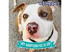Adopt Whopper a Mixed Breed