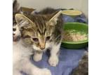 Adopt Marigold a Domestic Short Hair