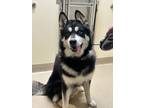 Adopt Vader a Black - with White Alaskan Malamute / Mixed dog in Valley Center