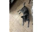 Adopt Magic a Black - with White Australian Cattle Dog / Mixed dog in