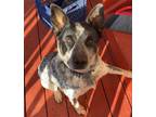 Adopt Gauge a White - with Black Australian Cattle Dog / Mixed dog in Paradise