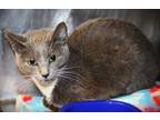 Adopt Merida a Gray, Blue or Silver Tabby Domestic Mediumhair cat in Johnstown