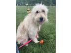Adopt Ollie a Golden Retriever / Poodle (Standard) / Mixed dog in Frederick