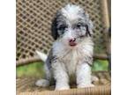 Aussiedoodle Puppy for sale in Newnan, GA, USA