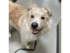 Adopt Yeager a Great Pyrenees, Border Collie