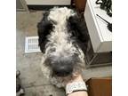 Adopt Dozer a Standard Poodle, Mixed Breed