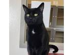 Adopt Walter a Domestic Short Hair