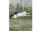 Adopt Ruby a Black - with White Husky / Mixed dog in Spokane, WA (41312521)