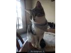 Adopt Sukuna a Gray or Blue (Mostly) American Shorthair / Mixed (short coat) cat