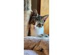 Adopt Thumper (Bambi Litter) Special Needs: Tri-pod a Domestic Shorthair / Mixed