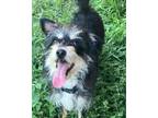 Adopt Zena a Black - with Tan, Yellow or Fawn Miniature Schnauzer / Havanese /