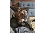 Adopt Buddy a Brown/Chocolate American Staffordshire Terrier / Mixed dog in