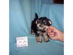 Mutt Puppy for sale in Gresham, WI, USA